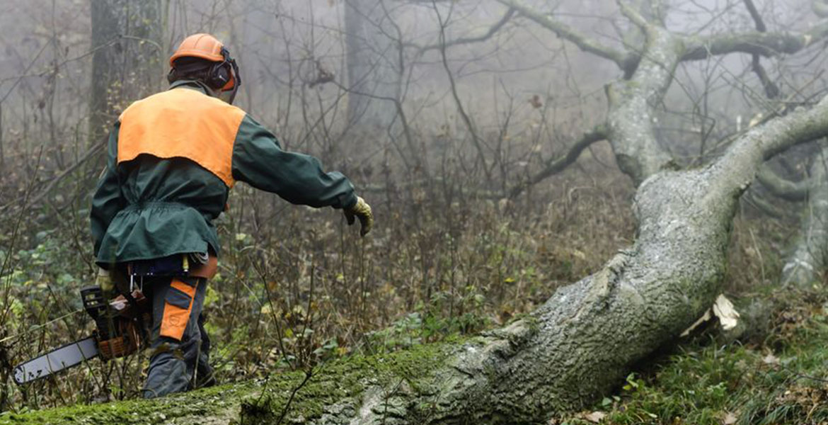 A situación dos traballadores forestais en Galicia: contratos temporais e precariedade laboral