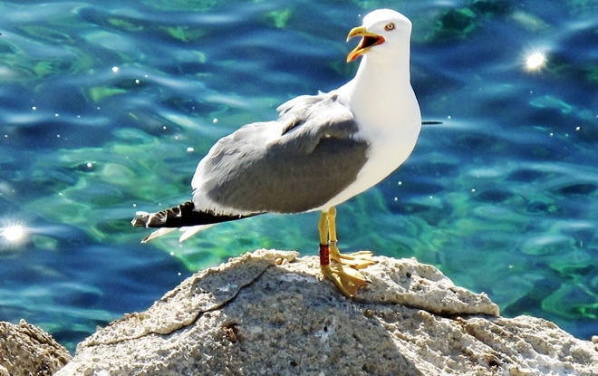 Detectado un novo caso de influenza aviaria en Galicia