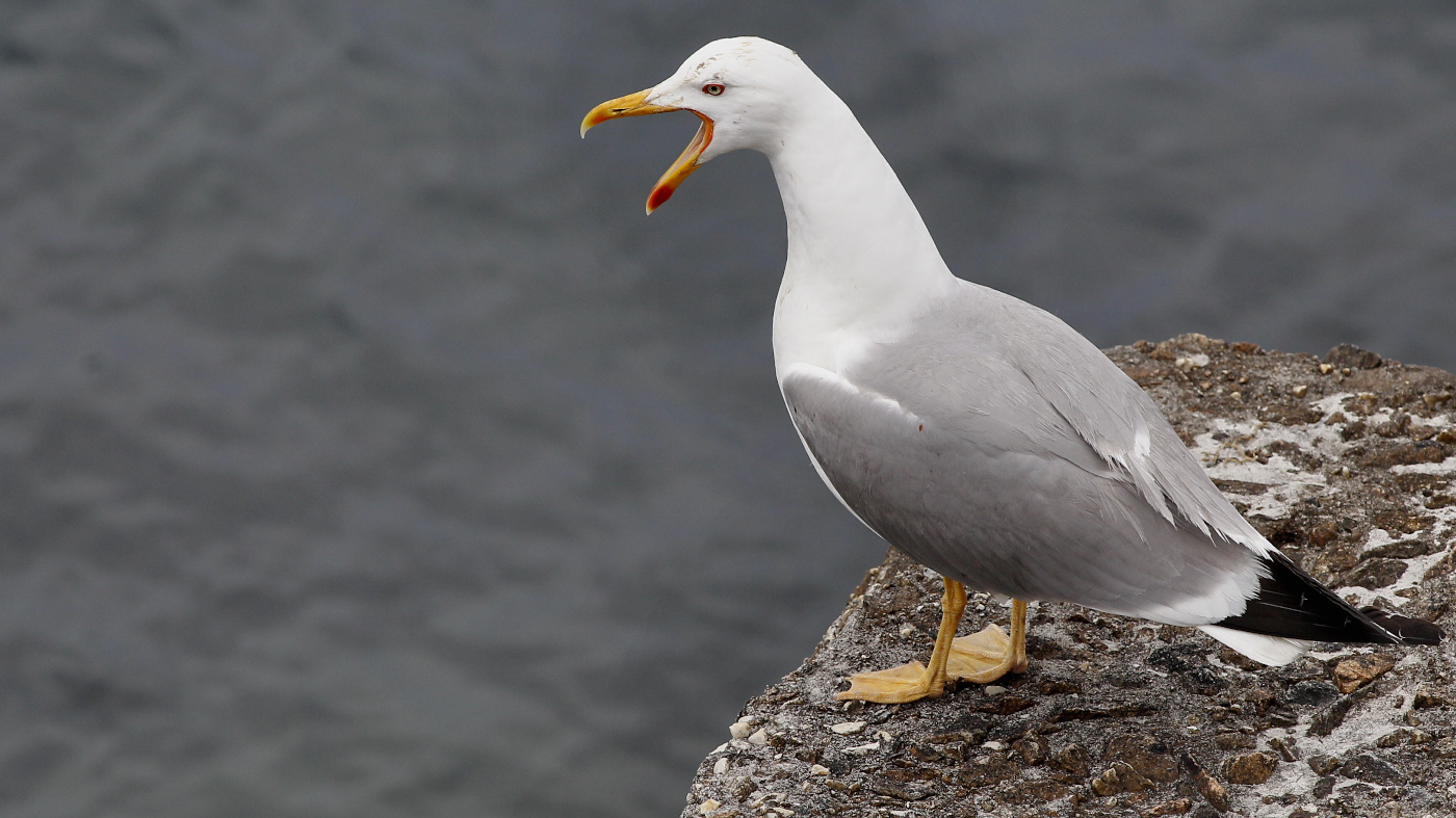 Detectáronse cinco novos focos de gripe aviaria en aves silvestres en Galicia