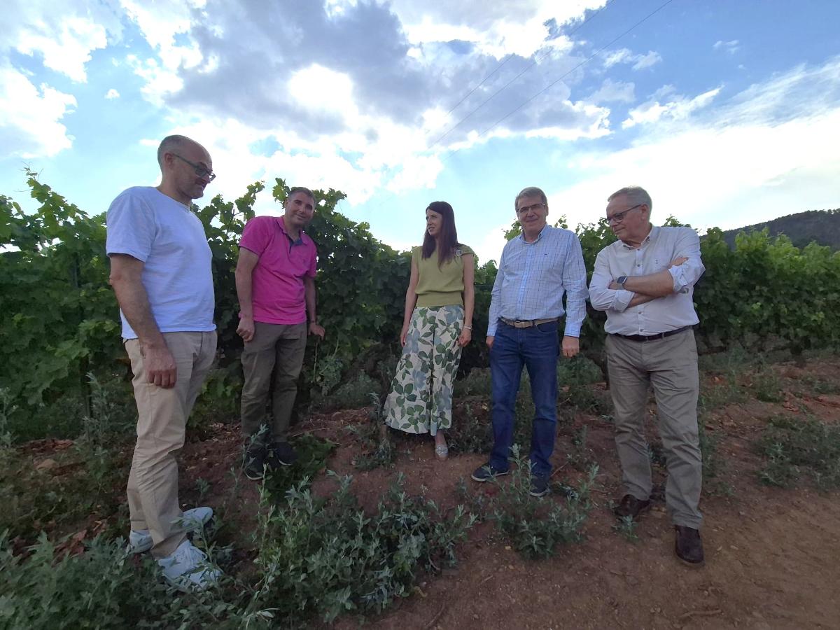 Medio Rural estima unha vendima de ata 81 millóns de quilos de uva nas cinco denominacións de orixe galegas