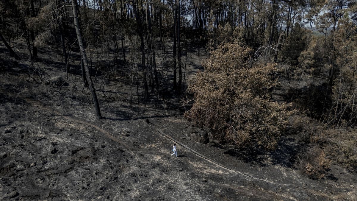 A proposta da Xunta para previr incendios: queimar a Rede Natura