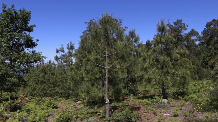 Galicia lidera o mercado de compensación do carbono forestal en España