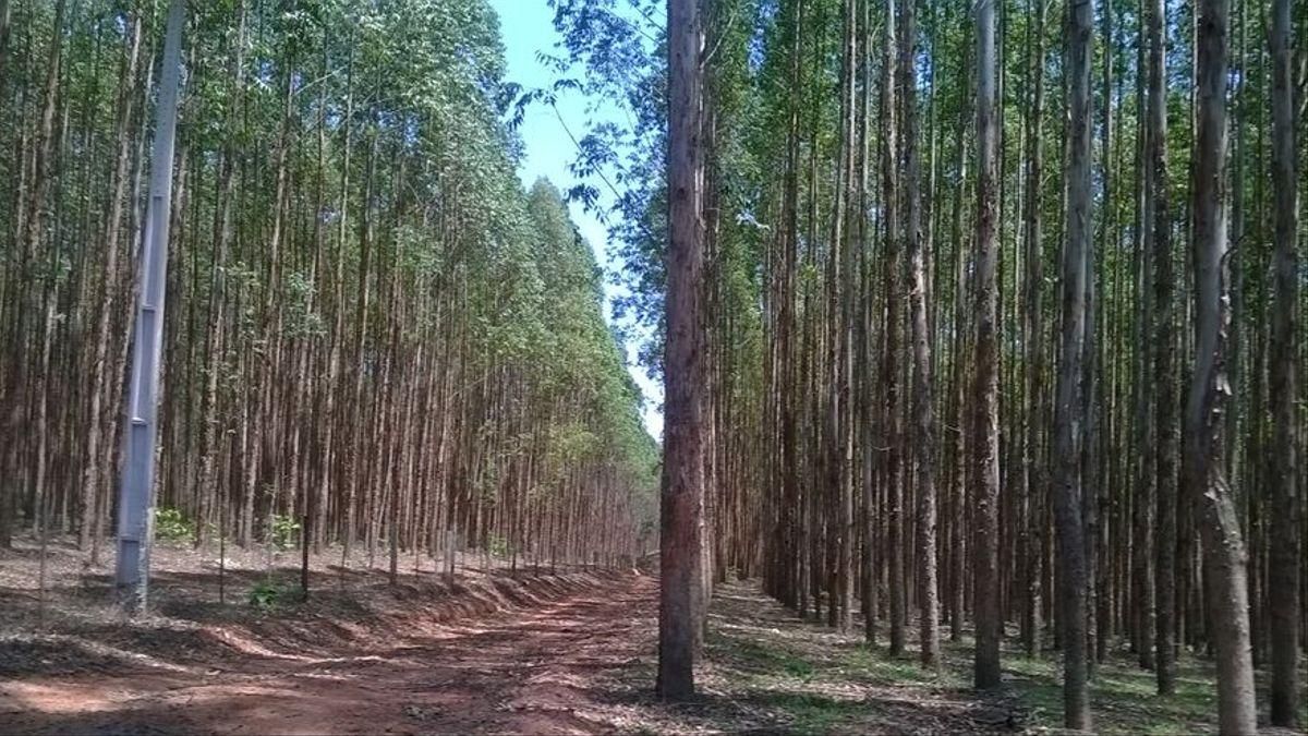 Galicia Ambiental critica a ocultación á cidadanía de informacións estatísticas ás portas dunha decisión sobre a moratoria do eucalipto
