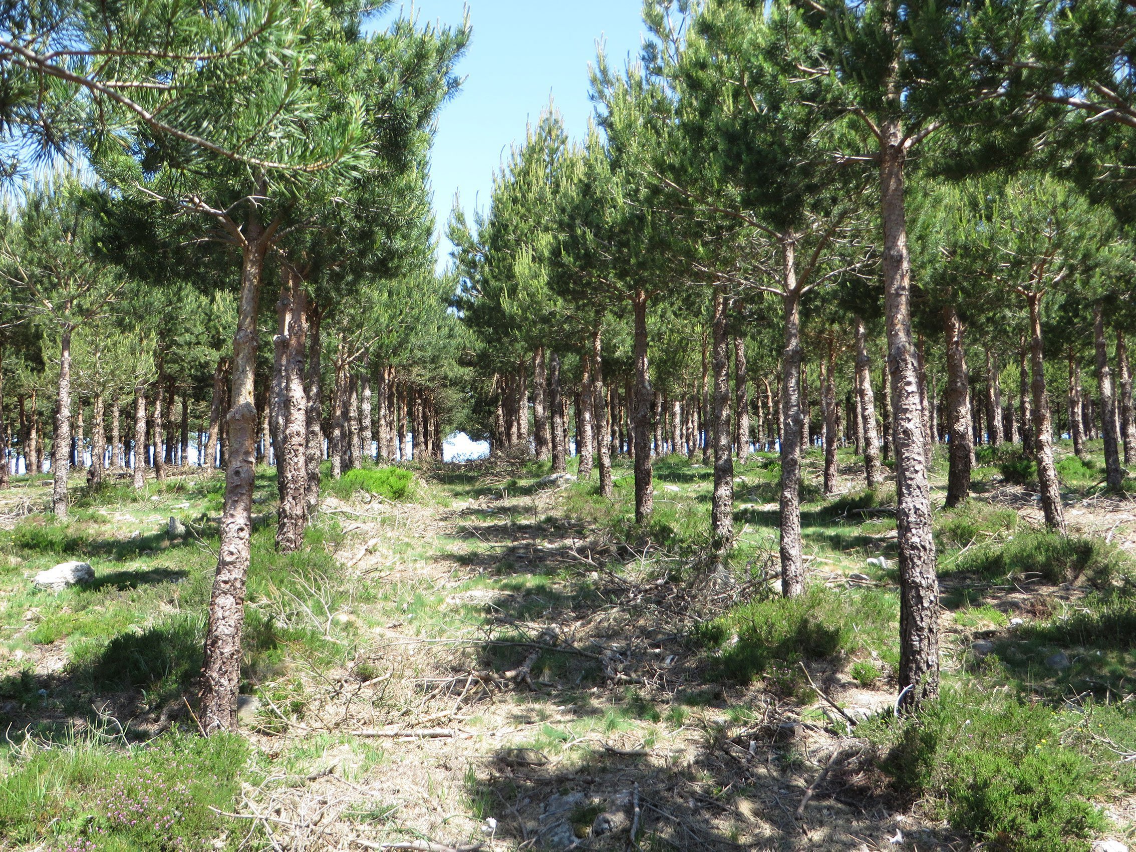 El mercado del pino sufre una alta tensión en comunidades como Galicia y Castilla y León