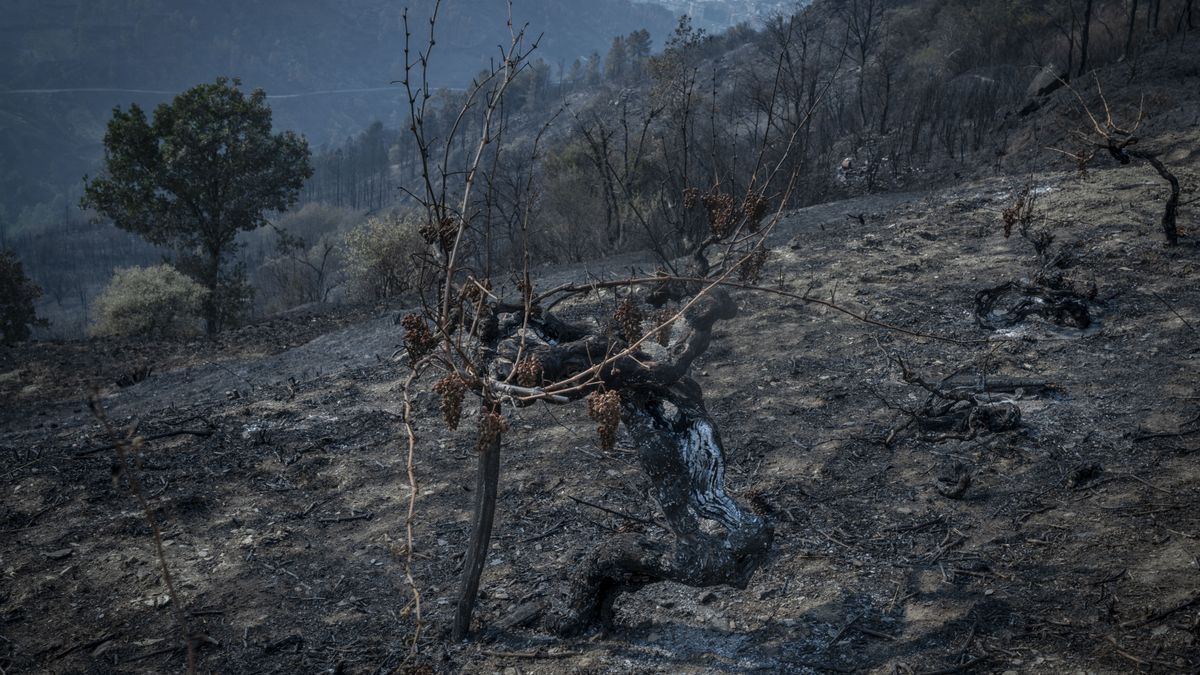 Lugo e Ourense sofren as peores consecuencias dos incendios forestais