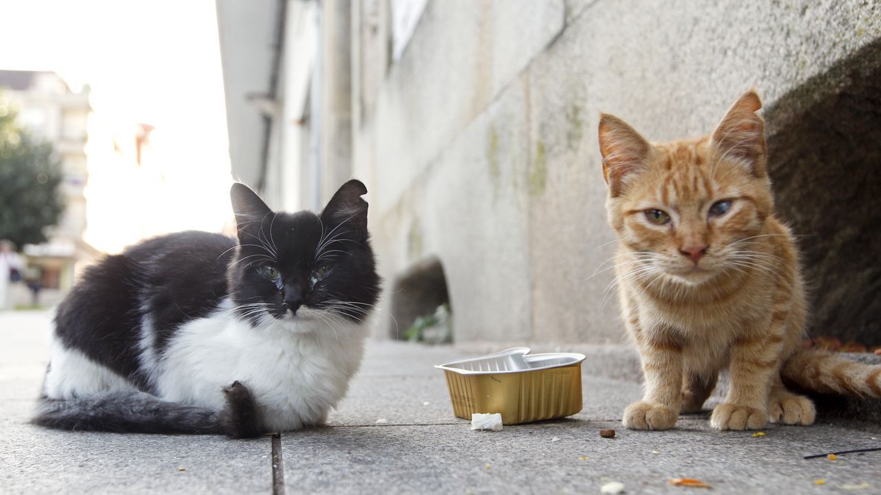 Una investigación revela cómo afecta la presencia de las colonias de gatos callejeros a las aves