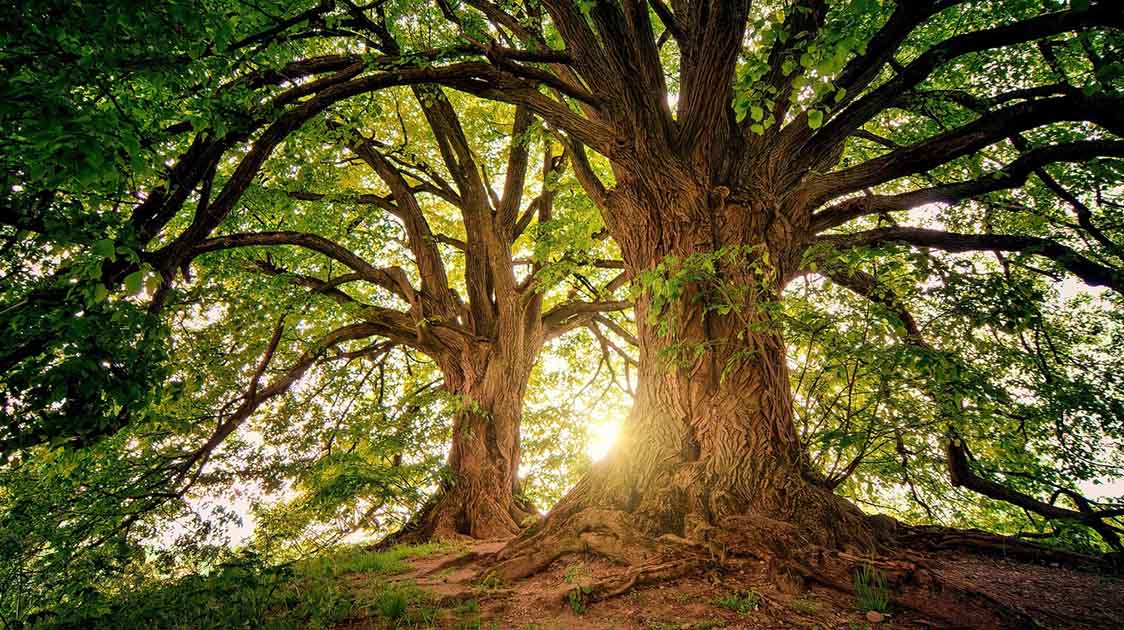 Galicia lidera o mercado do carbono forestal en España