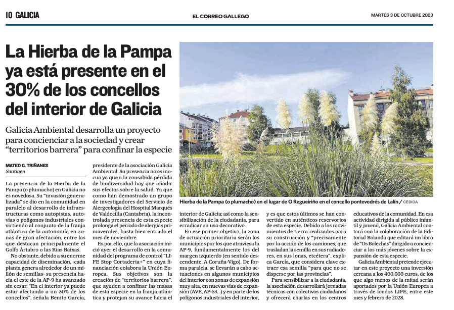 La hierva de la Pampa ya está presente en el 30% de los concellos del interior de Galicia