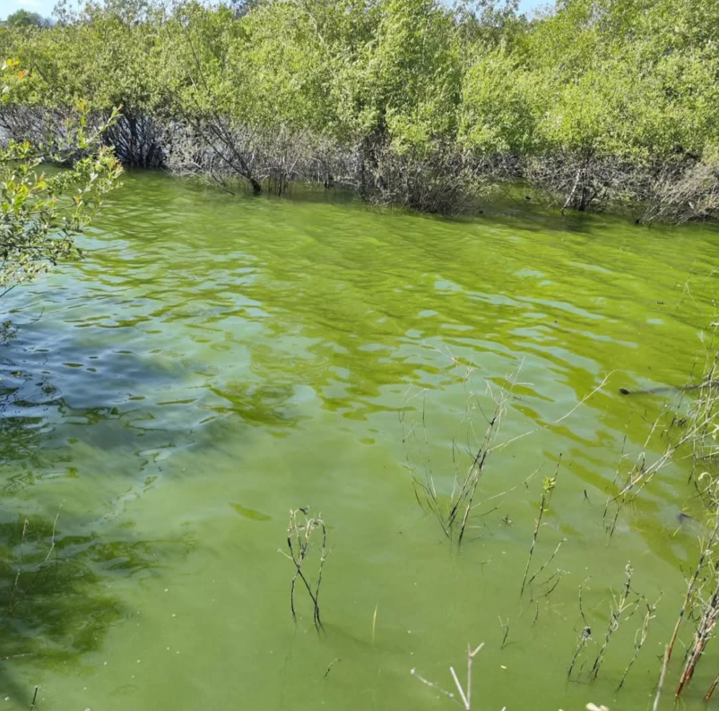 O Supremo fai firme a sentenza das Conchas e confirma a vulneración de dereitos fundamentais pola contaminación gandeira industrial