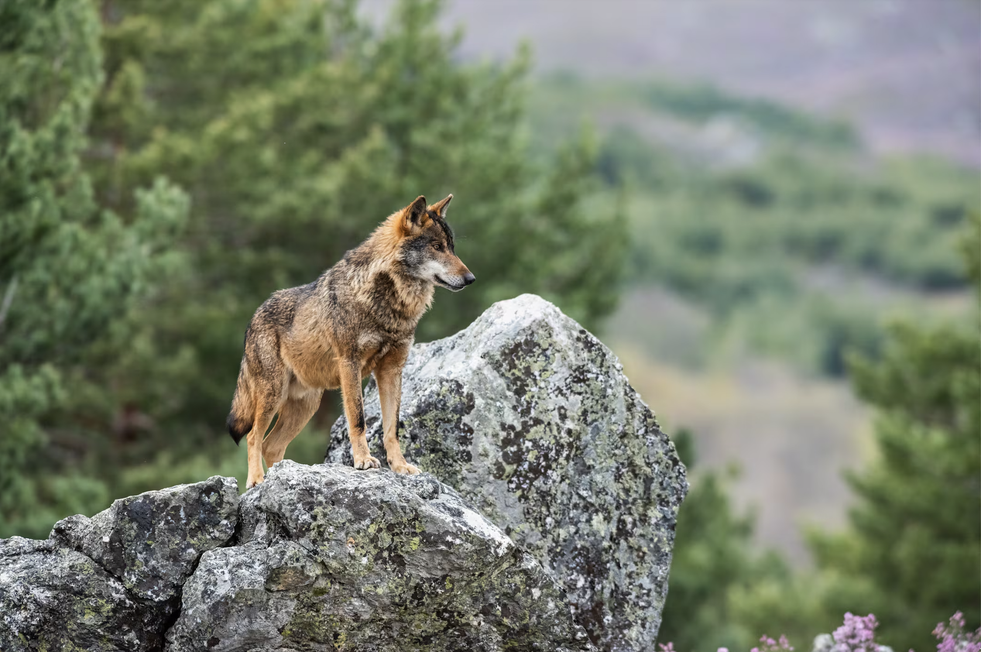EL LOBO IBÉRICO: PROTEGIDO EN PORTUGAL, CAZABLE EN ESPAÑA