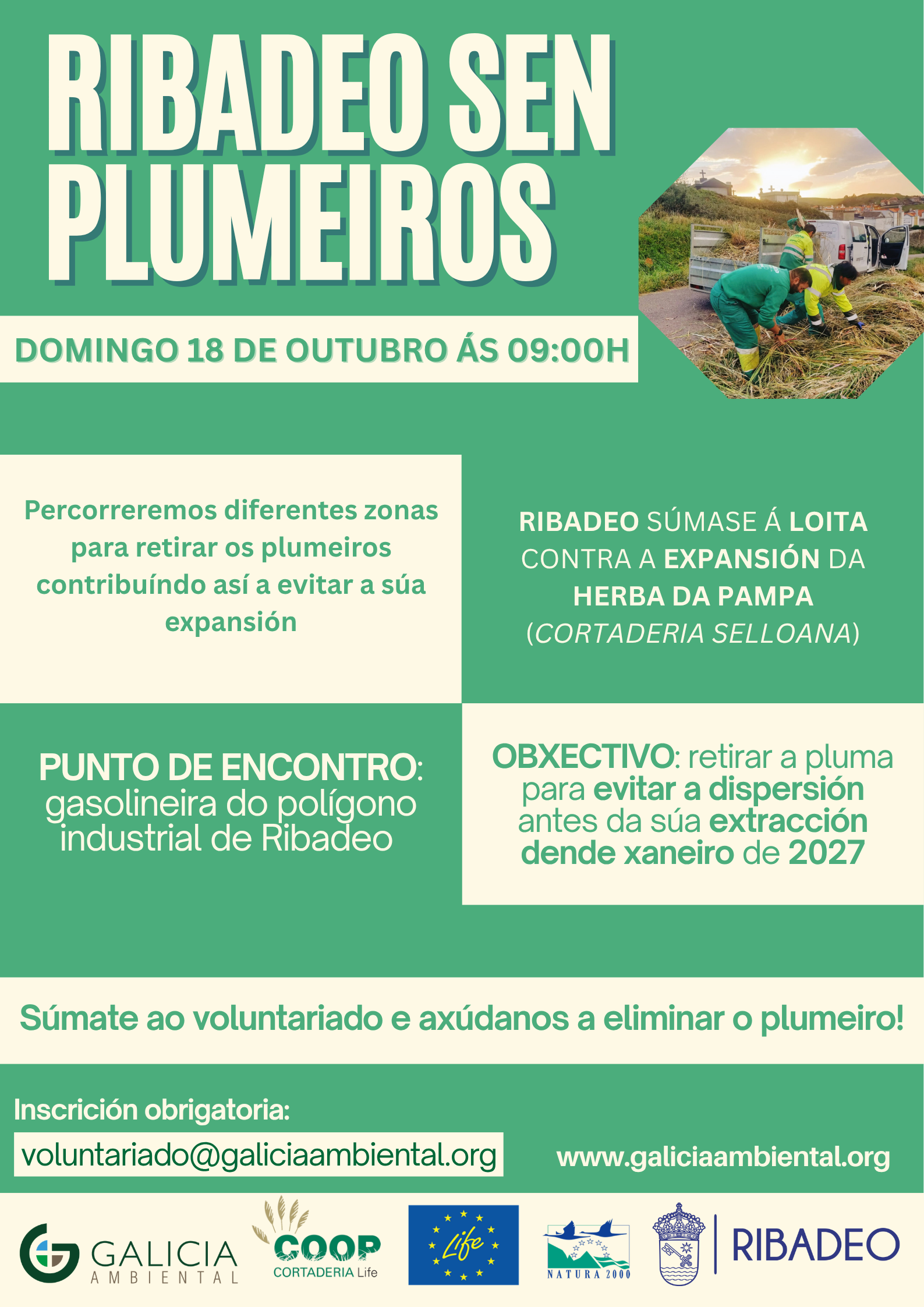 Acción de Galicia Ambiental e o Concello de Ribadeo para frear a expansión da herba da Pampa 