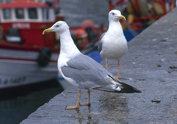 Detectados sete novos casos de gripe aviaria en aves silvestres en Galicia