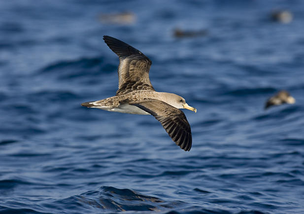 O proxecto NORAVES revela movementos inéditos das aves mariñas galegas grazas a tecnoloxía GPS-GSM
