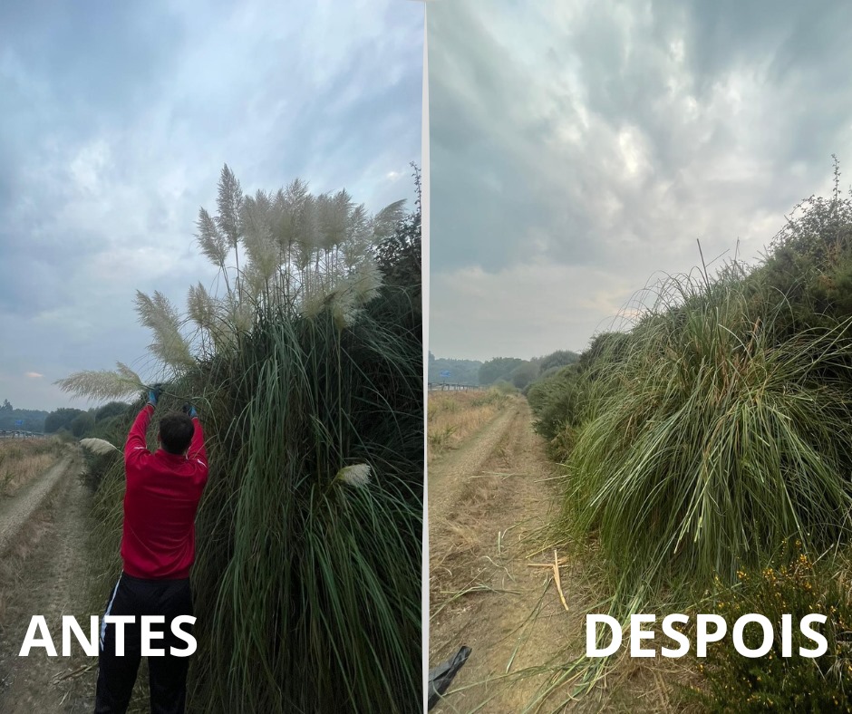 Reacción cidadá na loita contra as especies invasoras en Lalín