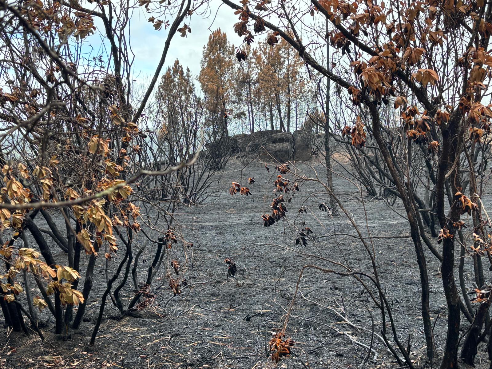 ESTULTICIA INCENDIARIA EN 10 “TIPS” 