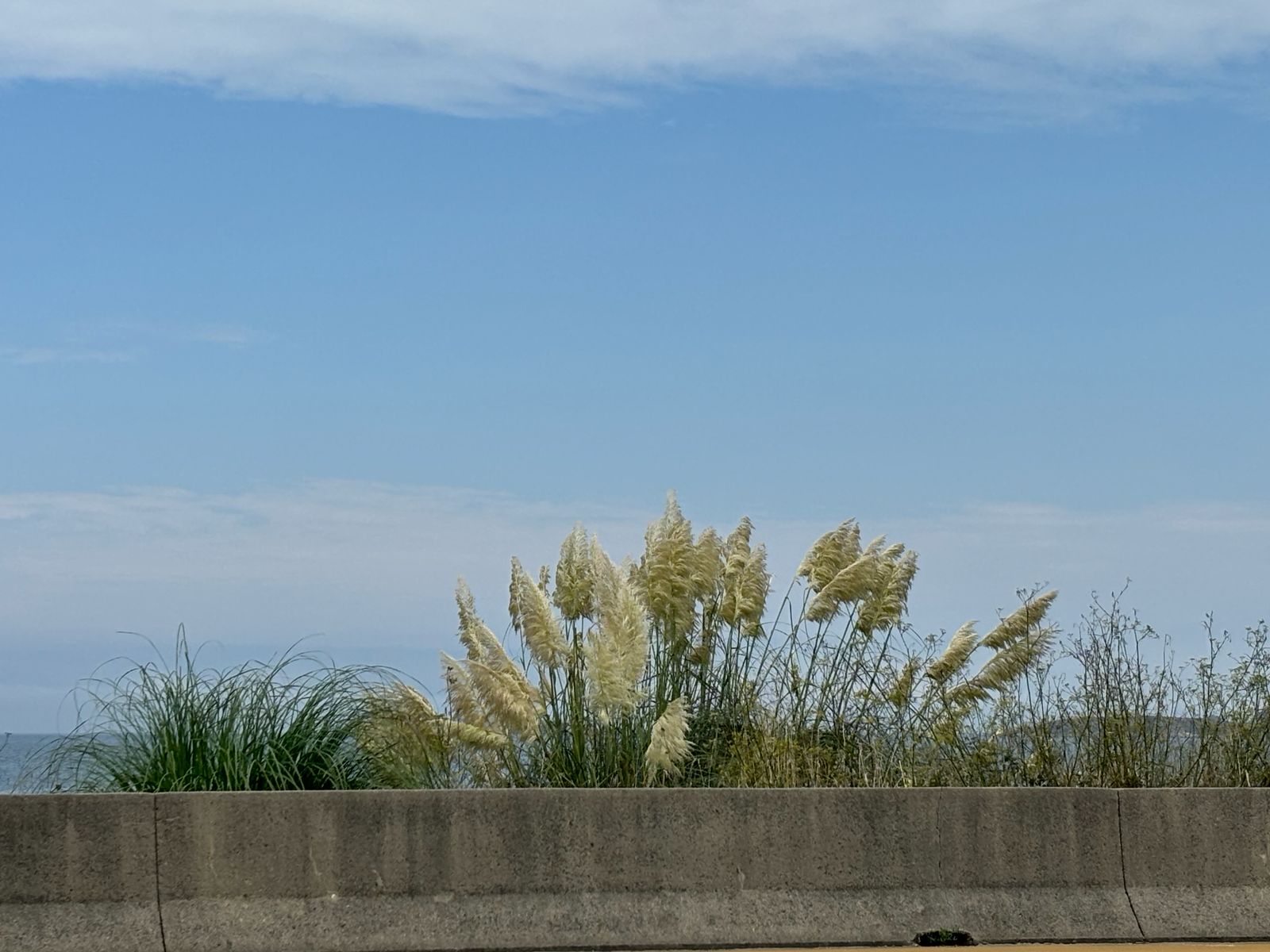 O uso incorrecto de herbicidas na Autopista do Morrazo ameaza con danar a flora sen impedir o obxectivo de  frear a expansión da herba da Pampa