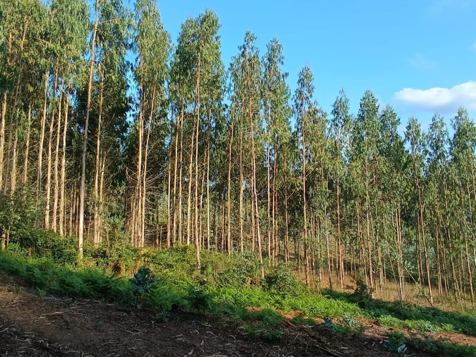 Galicia amplía ata 2030 a moratoria do eucalipto, cualificada como “moratoria trampa” por numerosas organizacións ambientais e políticas