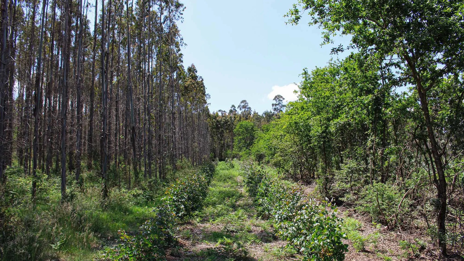 O Inventario Forestal 2024 revela un aumento do eucalipto e reabre o debate sobre a moratoria en Galicia
