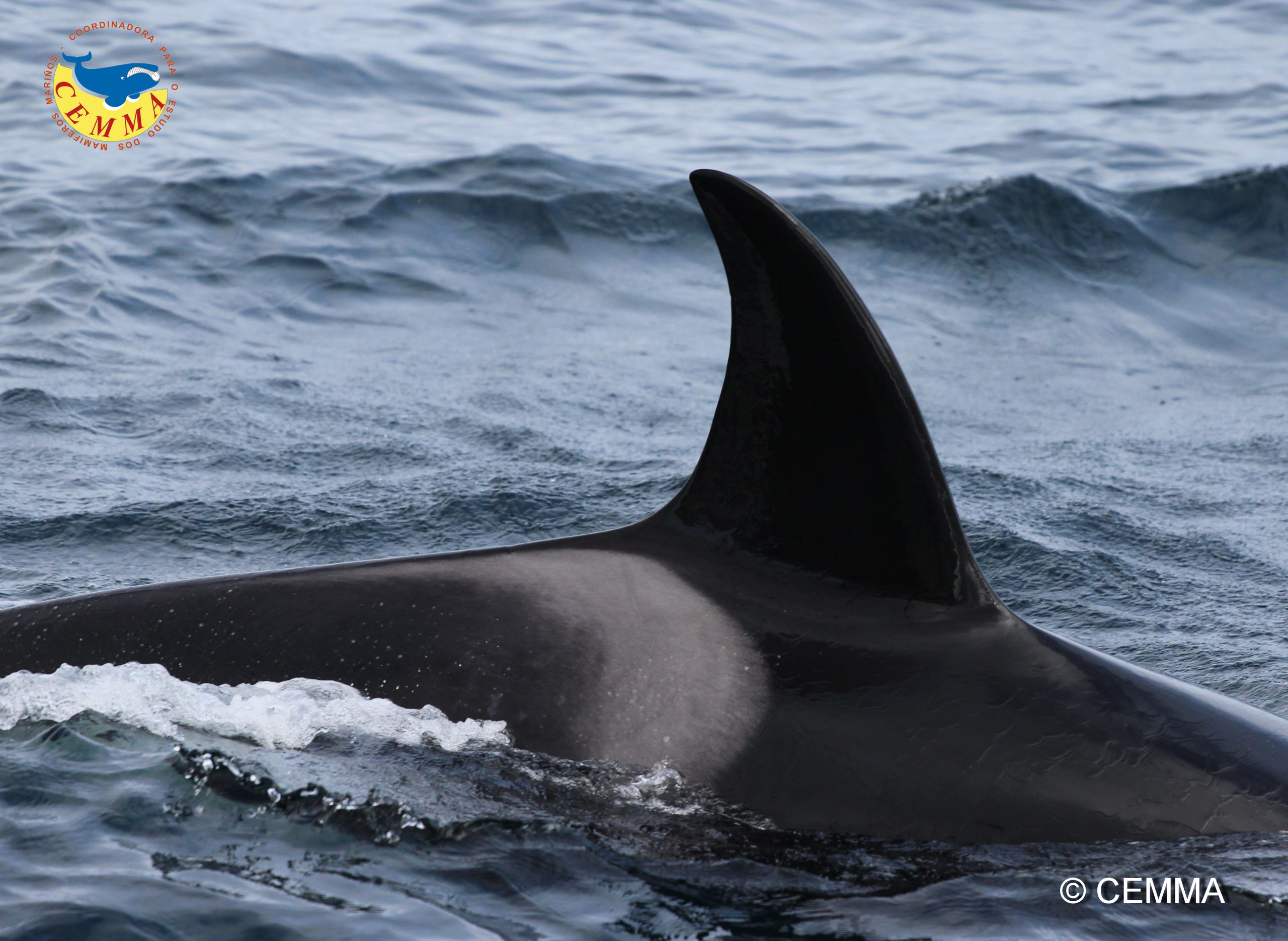 El MITECO elabora un estudio sobre la interacción de orcas con embarcaciones para establecer medidas