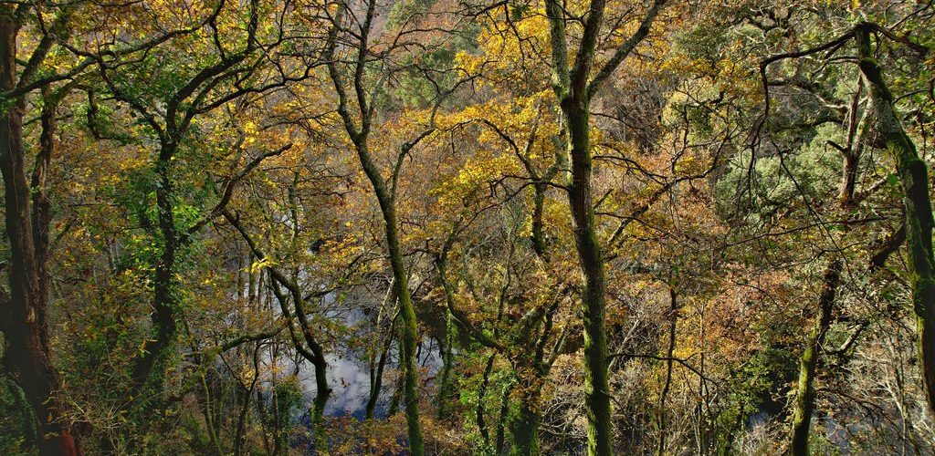 ADEGA organiza o sábado 18 un encontro sobre a sustentabilidade na xestión do monte no Sobreiral do Arnego