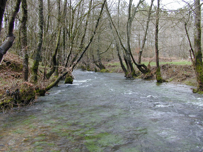 Ríos con Vida denuncia os vertidos ao río Asneiro, afluente do Deza