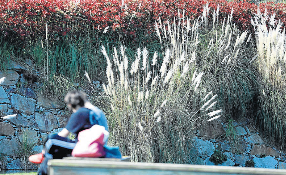 La invasión de plumachos cambia el calendario de alergias en A Coruña