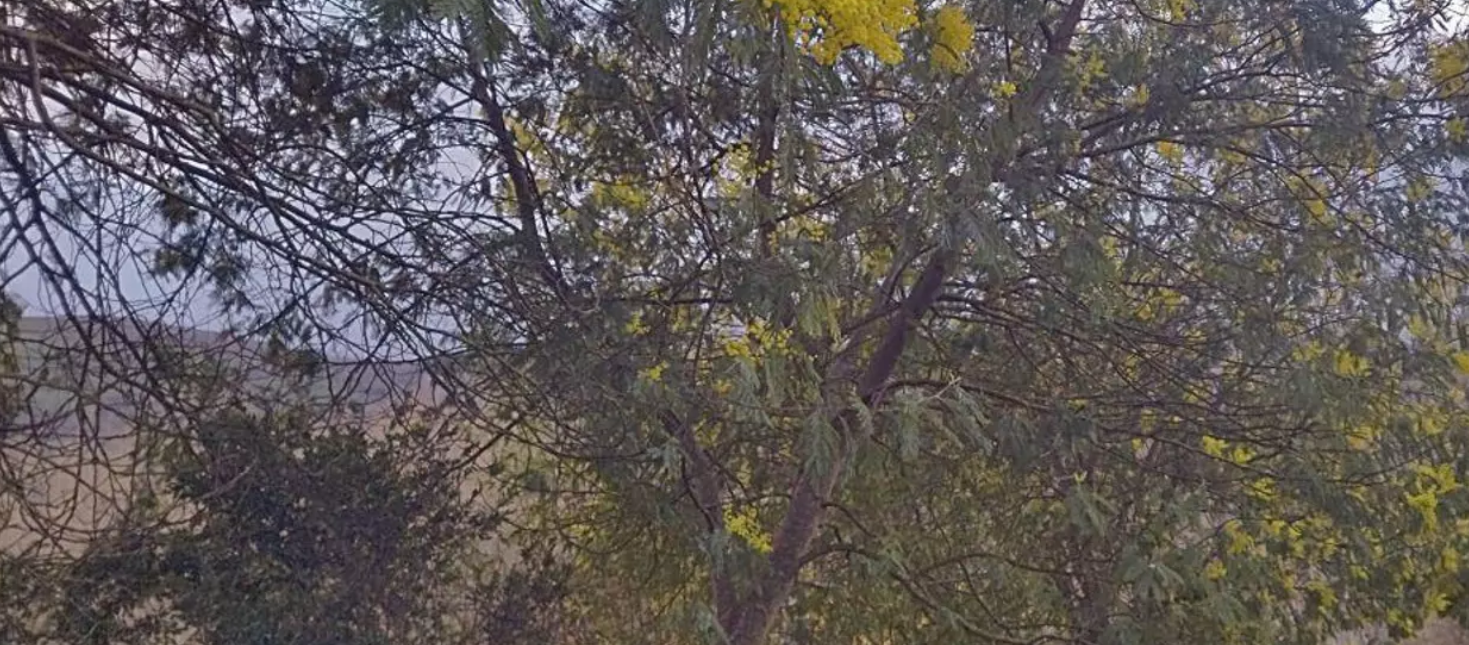 El fuego avivó la expansión de las plantas invasoras en Valdeorras