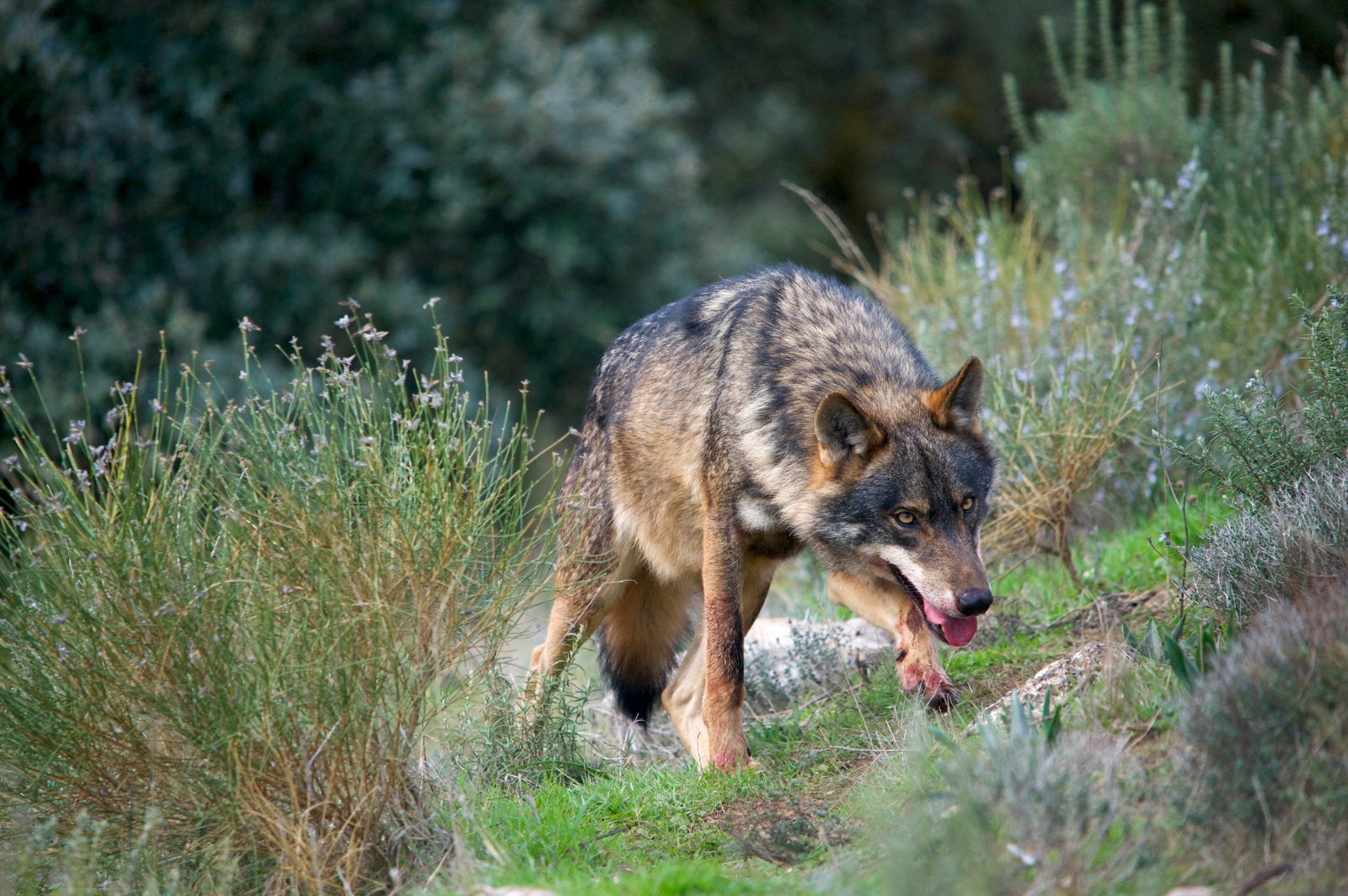 El lobo ibérico, incluido en el Listado de Especies Silvestres en Régimen de Protección Especial