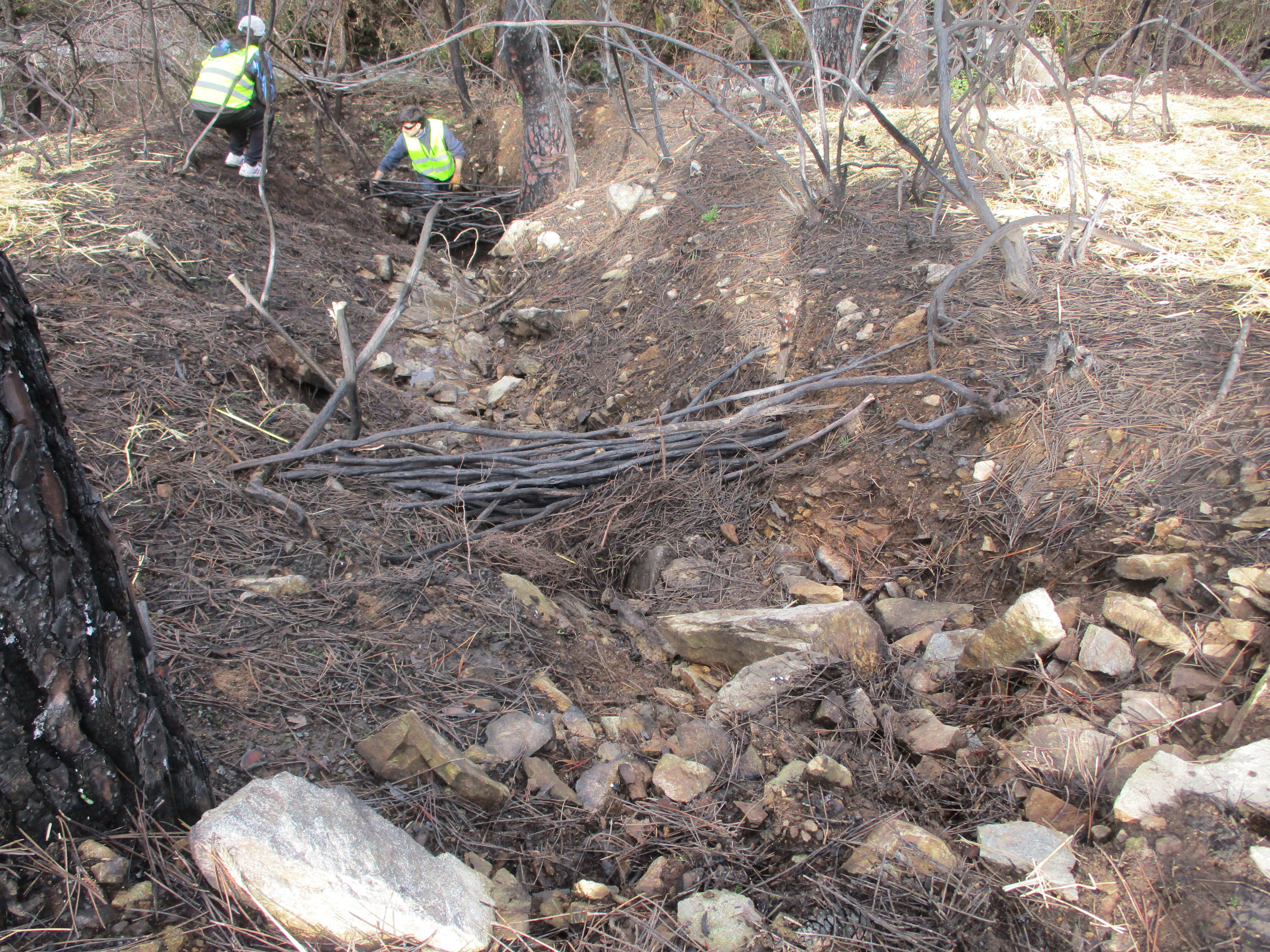 Voluntariado de ADEGA restaura unha zona queimada no monte do Sexo, en Agolada