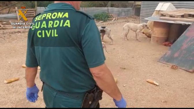 O SEPRONA detén dúas persoas en Abegondo por maltrato, abandono animal e delito contra a saúde pública