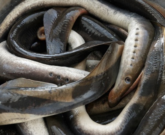 A importancia da conservación da lamprea en Galicia