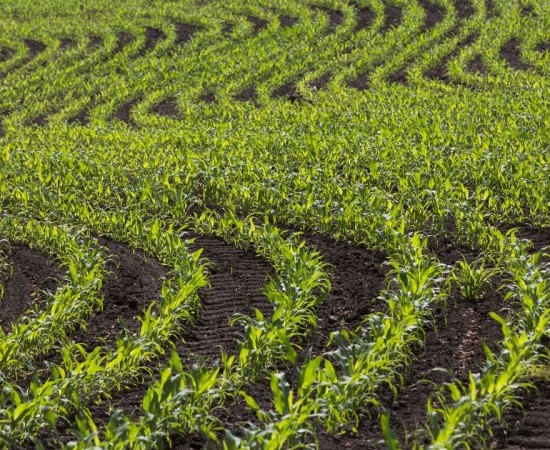 O Goberno modifica o decreto de fertilización: máis requisitos e sen melloras para agricultores e gandeiros