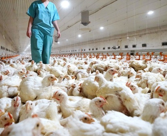 Un estudio advirte sobre o risco de transmisión da gripe aviar entre humanos