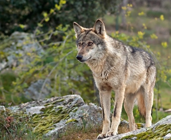 A Comisión Europea revisa as políticas de protección do lobo 