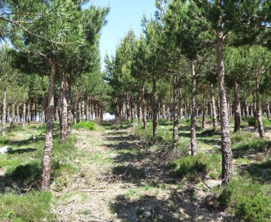 El mercado del pino sufre una alta tensión en comunidades como Galicia y Castilla y León