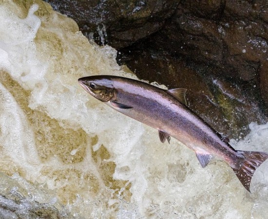SalmonLink, un proyecto para la conservación del salmón atlántico en Portugal