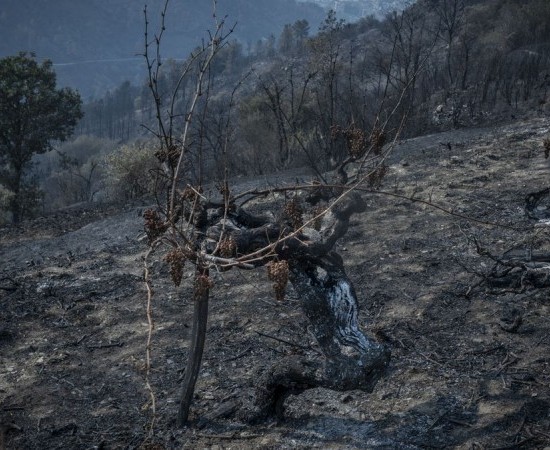 Lugo e Ourense sofren as peores consecuencias dos incendios forestais