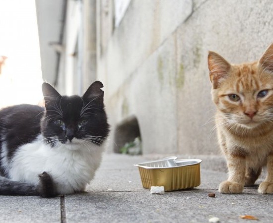 Una investigación revela cómo afecta la presencia de las colonias de gatos callejeros a las aves