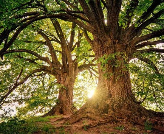 Galicia lidera o mercado do carbono forestal en España