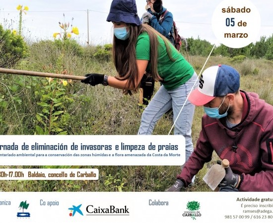 ADEGA convoca mañá unha actividade aberta para eliminar a flora invasora do humidal de Baldaio