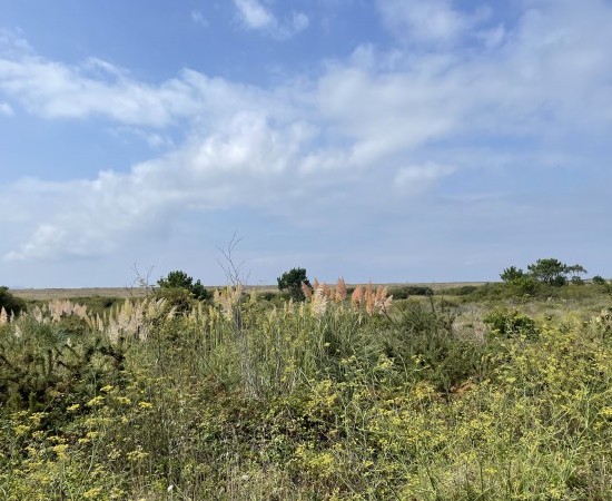 Pérdida de biodiversidad y problemas de salud por la expansión descontrolada de la invasora Hierba de la Pampa.