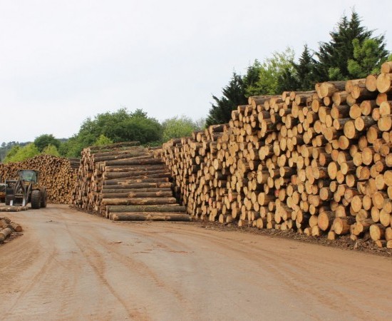 A Xunta de Galicia aposta por un “sector forestal sustentable” 