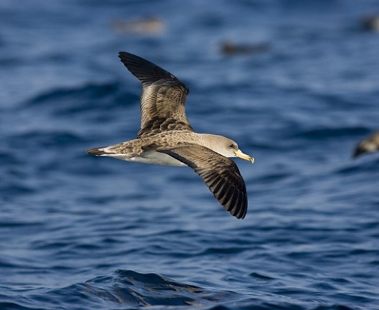 O proxecto NORAVES revela movementos inéditos das aves mariñas galegas grazas a tecnoloxía GPS-GSM