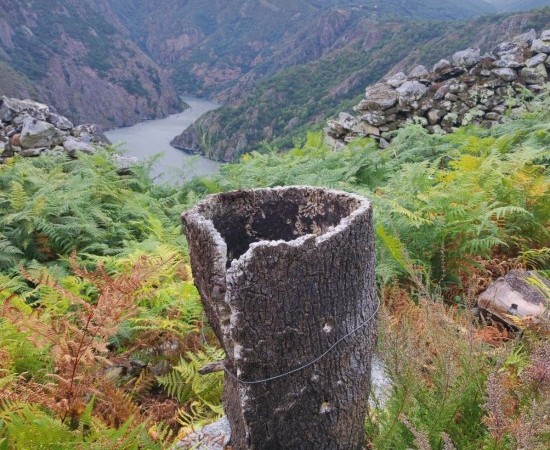 Día da Biodiversidade: pouco que celebrar nunha Galicia que perde as súas especies