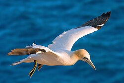 A Xunta notifica os dous primeiros casos en Galicia de gripe aviaria en aves silvestres 