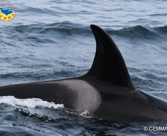 El MITECO elabora un estudio sobre la interacción de orcas con embarcaciones para establecer medidas