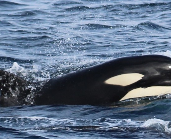 Reacciones alarmistas ante el natural comportamiento de las orcas que llegan al norte