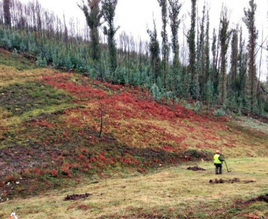 Cortafuegos verdes para luchar contra los incendios forestales