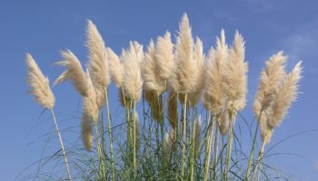 A herba da pampa protagonizará, na vila pontevedresa de Oia, a semana sobre especies invasoras