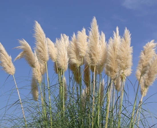 Cortaderia se extiende cada vez más por el sudoeste de Francia: es hora de actuar para frenar la expansión